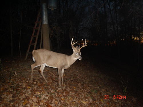 9 point buck